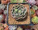 Echeveria 'Luma' 2"-3" Succulent Plant