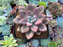 Graptoveria 'Ruby Donna' 3" Succulent Plant