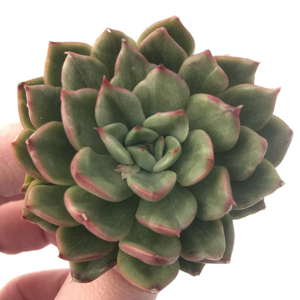 Echeveria Agavoides 'Eve' Variegated 4" Rare Succulent Plant