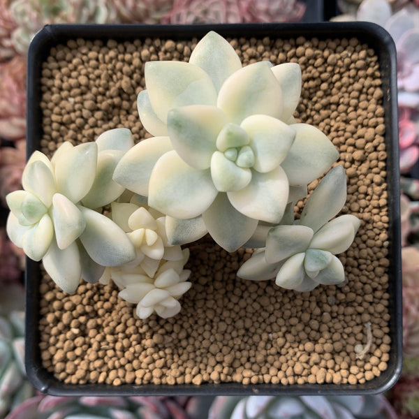 Graptoveria 'Titubans' Variegated 4" Succulent Plant