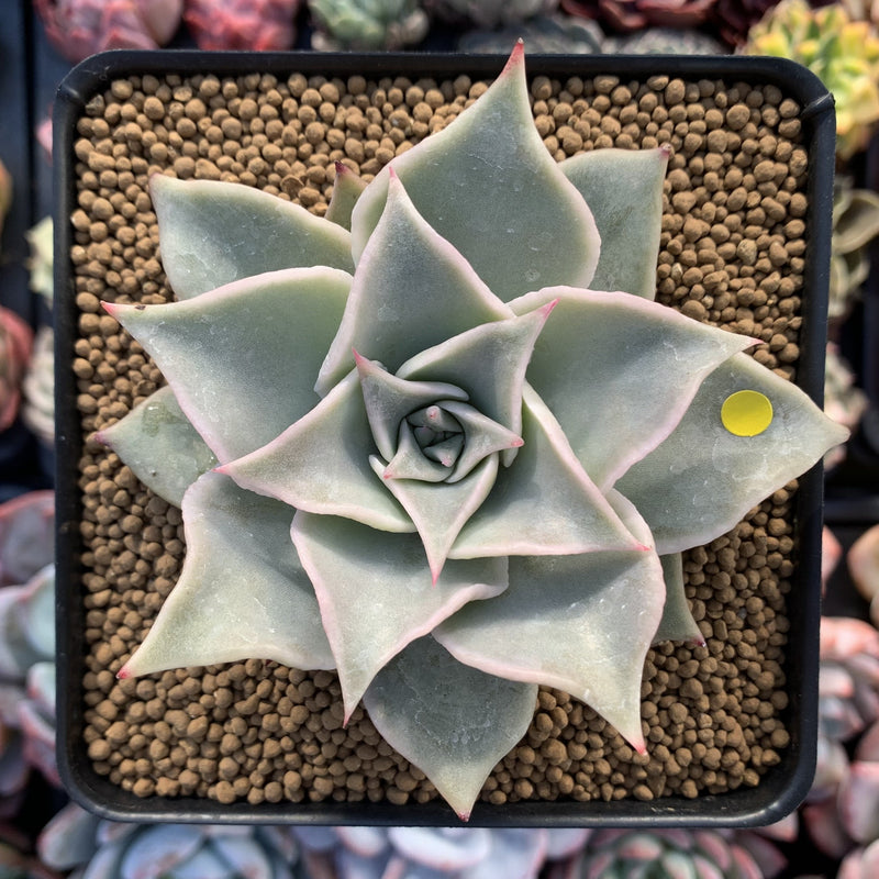 Echeveria 'Madiba' 2"-3" Succulent Plant