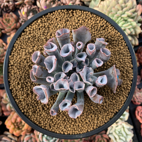 Echeveria 'Trumpet Pinky' 4" Succulent Plant