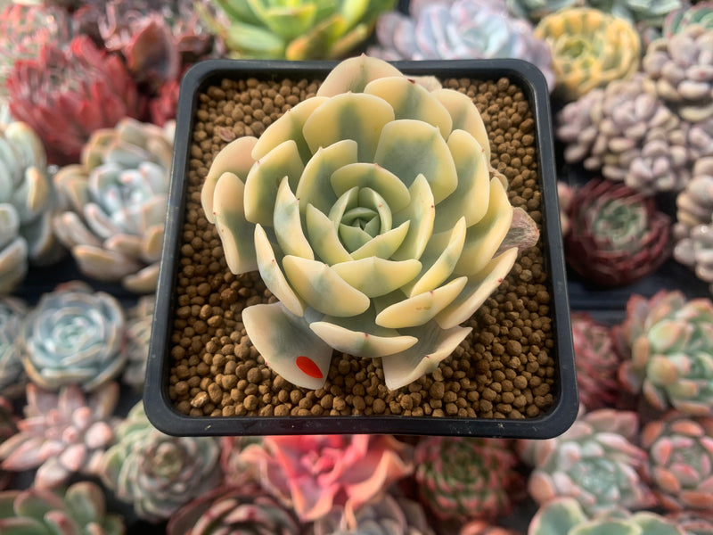 Echeveria Runyonii Variegated (Aka Echeveria 'Akaihosi' Variegated) 2" Succulent Plant