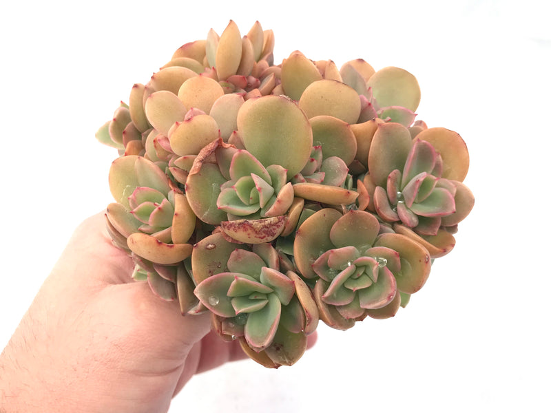 Echeveria ‘Silk Veil’ Crested Cluster 6” Rare Succulent Plant