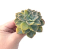 Graptoveria 'Harry Watson' Variegated 3" Succulent Plant