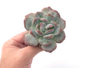 Echeveria 'Orange Monroe' Bifurcated 3" Powdery Succulent Plant