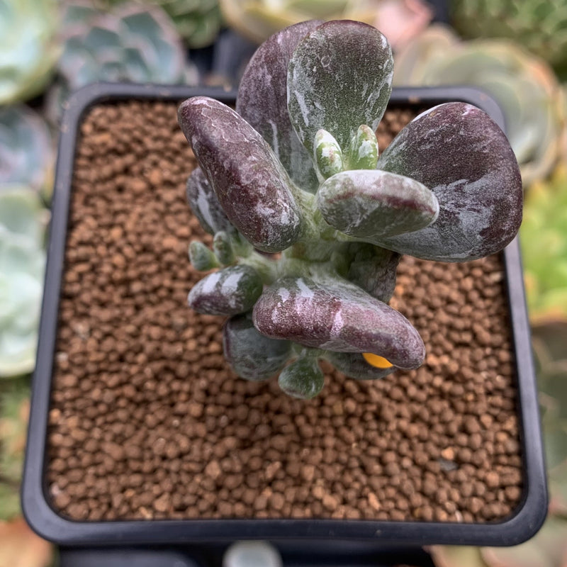 Cotyleydon Orbiculata Var. 'Hoppi' Variegated 2" Succulent Plant