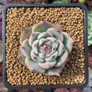 Echeveria 'Momotarou' 1"-2" Succulent Plant