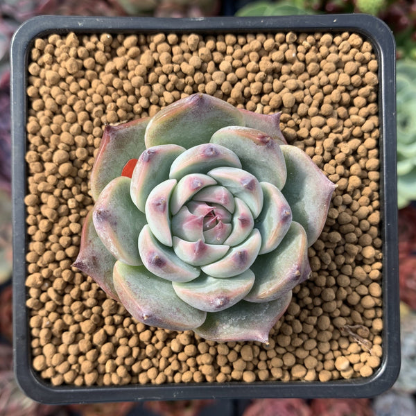 Echeveria 'Momotarou' 1"-2" Succulent Plant