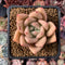 Echeveria Agavoides 'Lydia' 2"-3" Succulent Plant