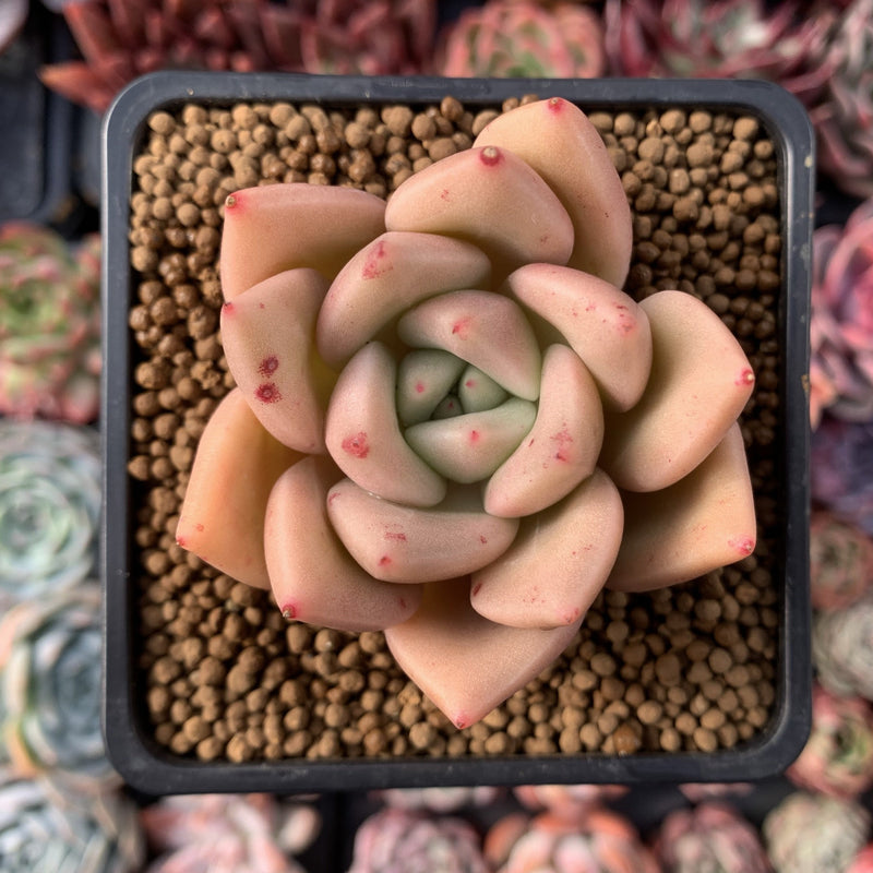 Echeveria Agavoides 'Lydia' 2"-3" Succulent Plant