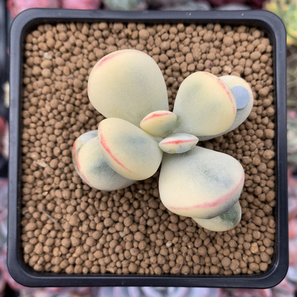 Cotyledon 'Orbiculata' Variegated 2" Succulent Plant