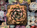 Echeveria Agavoides 'Pink Dragon' 3" Succulent Plant