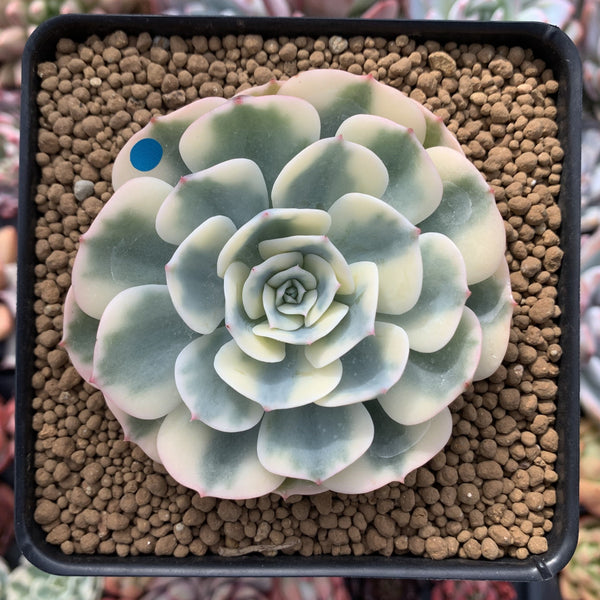 Echeveria 'Compton Caoursel' Variegated 3" Succulent Plant