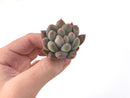 Pachyphytum 'Angels Finger' Small 1" Succulent Plant