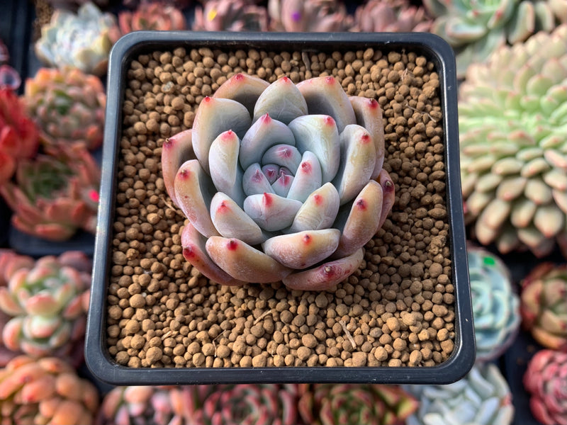 Echeveria 'Colorata' 2" Succulent Plant