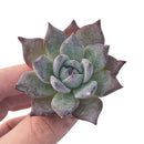 Echeveria 'Black Sabbath' Small 1" Succulent Plant