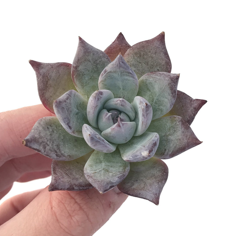 Echeveria 'Black Sabbath' Small 1" Succulent Plant