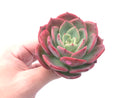 Echeveria ‘Patrisia’ 4” Rare Succulent Plant