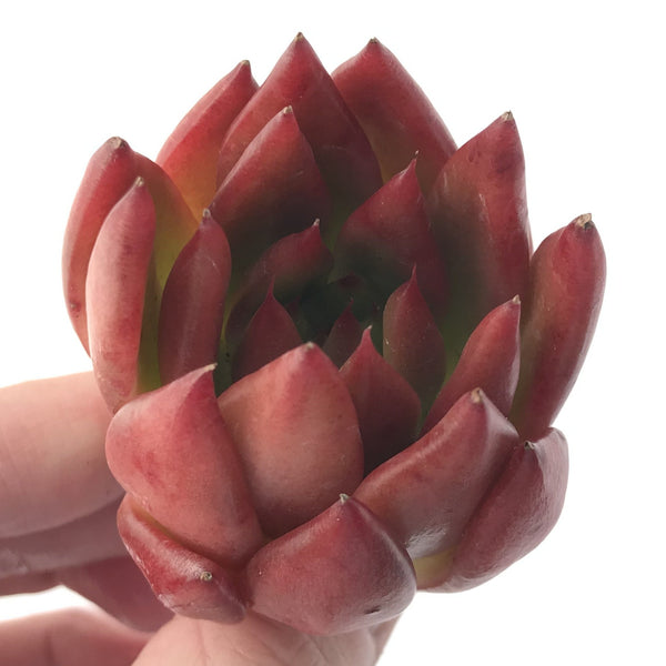 Echeveria Agavoides 'Frank Reinalt' 2" Succulent Plant