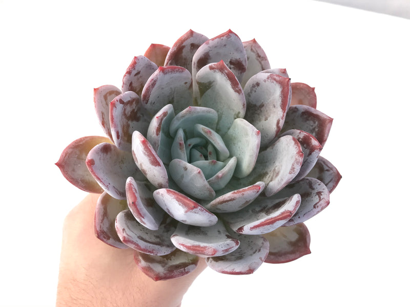 Echeveria 'Ivory' 7"-8" Extra Large Powdery Succulent Plant