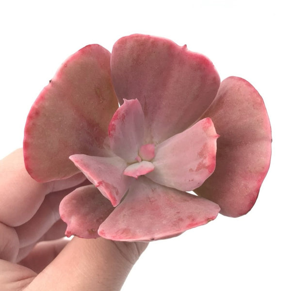 Echeveria ‘Dream and Phantasm’ 3” Rare Succulent Plant