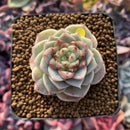 Echeveria 'Red Velvet' 2" Powdery Succulent Plant