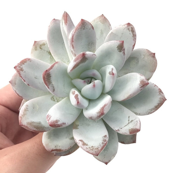 Echeveria 'Ivory' 4"-5" Powdery Succulent Plant