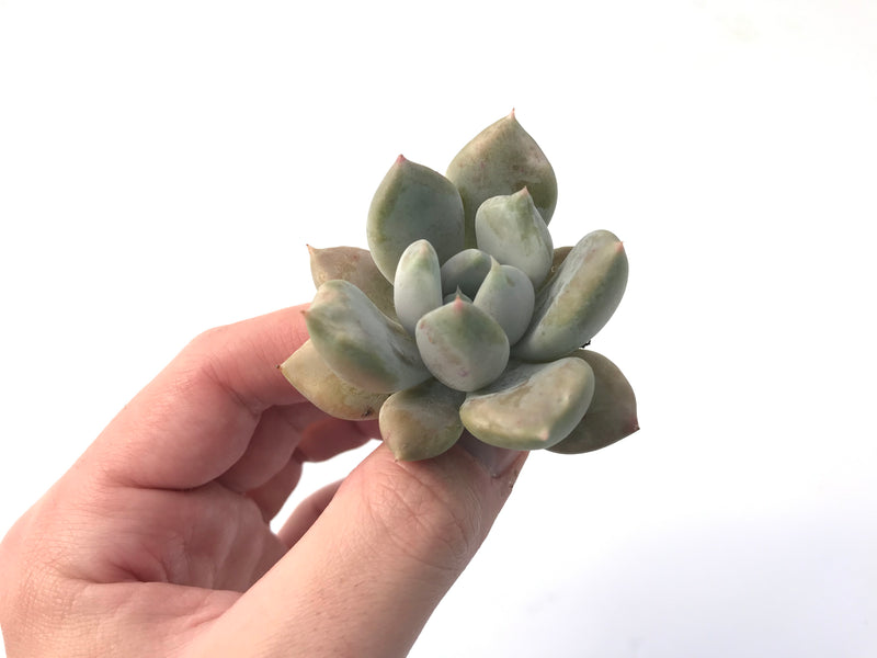 Echeveria 'Snow Queen' 2" Succulent Plant