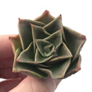 Echeveria Agavoides 'Mexicana' 1" Succulent Plant