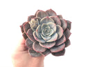 Echeveria 'Bianca' 5" Large Succulent Plant