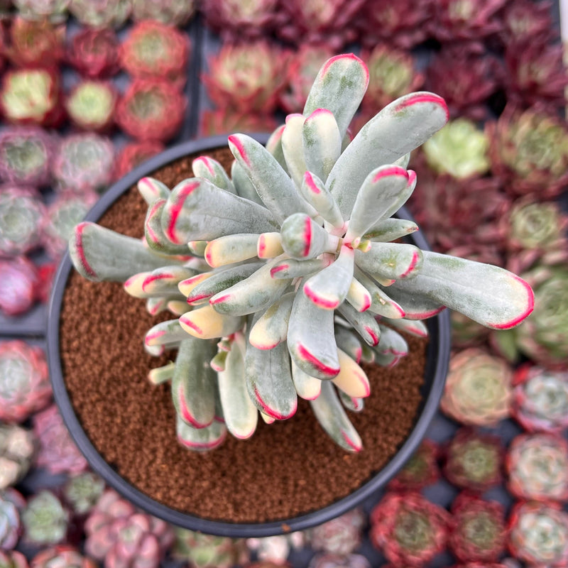 Cotyledon 'Orbiculata' Variegated 4"-5" Large Cluster Succulent Plant