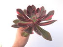 Echeveria 'Hanaikada' Variegated 9" Extra Large Succulent Plant