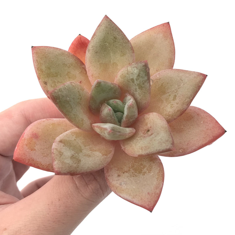 Echeveria 'German Champaign' 3" Succulent Plant