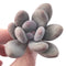 Pachyveria 'Beauty' 2" Powdery Succulent Plant