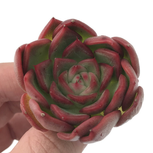 Echeveria Agavoides 'Love Letter' 3" Succulent Plant