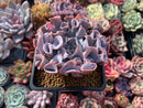 Echeveria 'Trumpet Pinky' 3" Succulent Plant