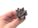 Echeveria Agavoides 'Tremolo' 1" New Hybrid Small Succulent Plant