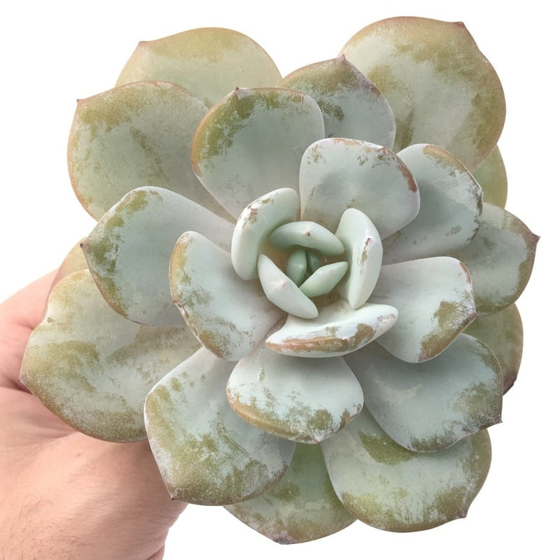 Echeveria 'Cream Tea' 4" Powdery Large Succulent Plant