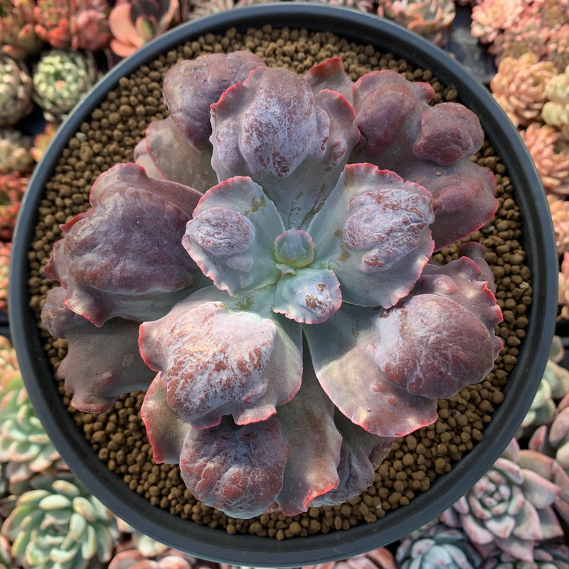 Echeveria 'Lilac Frost' 5"-6" Large Succulent Plant