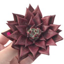 Echeveria Agavoides 'Luming' 5" Succulent Plant