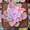 Echeveria 'Perle von Nurnberg' Variegated 2"-3" Succulent Plant