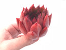 Echeveria Agavoides Red Maria 3” Rare Succulent Plant