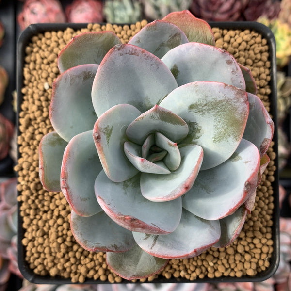 Echeveria 'Brinks Blue' 3" Succulent Plant