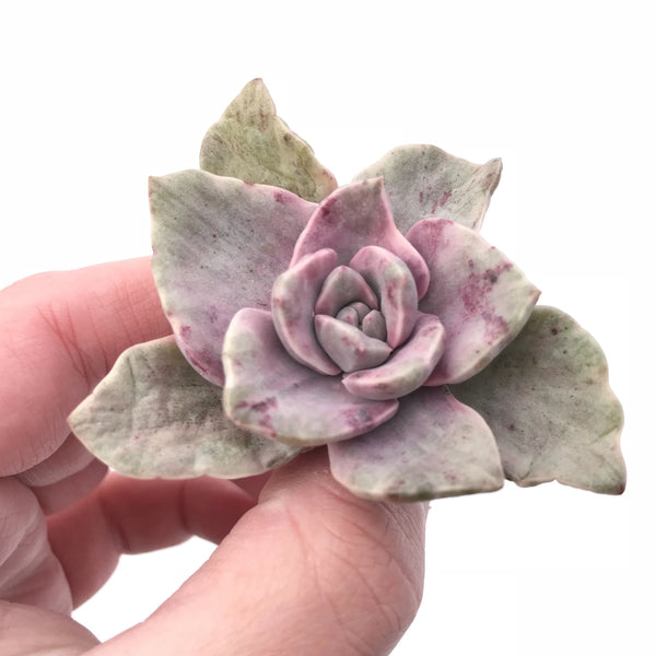 Echeveria Bainesii Variegated 2" Rare Succulent Plant