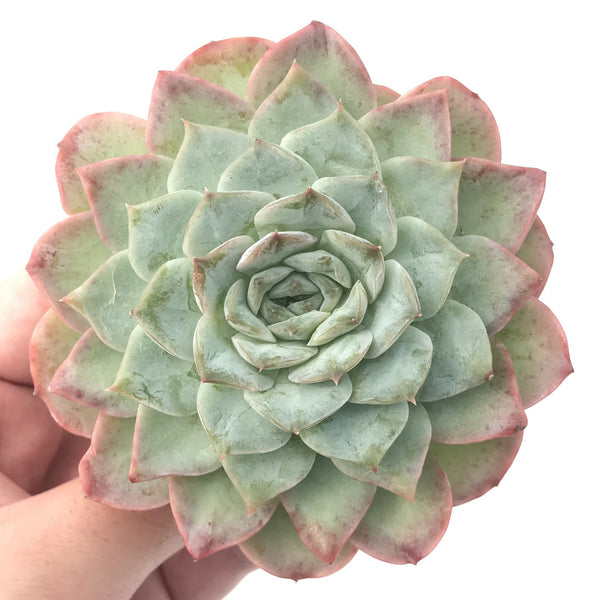 Echeveria 'Helena' X 'Orange Monroe' 5" Powdery Succulent Plant