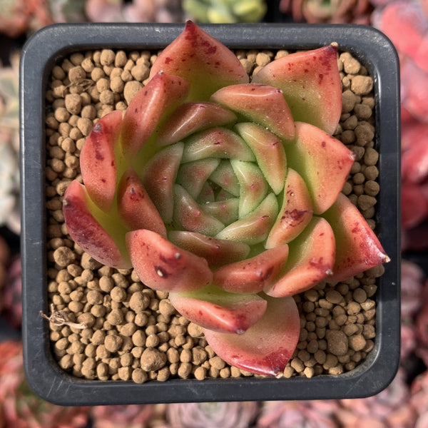 Echeveria Agavoides 'Elizabeth' 1"-2" Succulent Plant