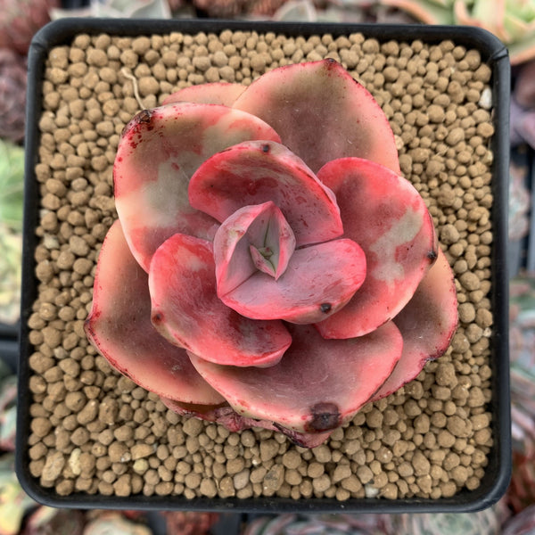 Variegated deals Echeveria Pink Harin Gold, Rooted