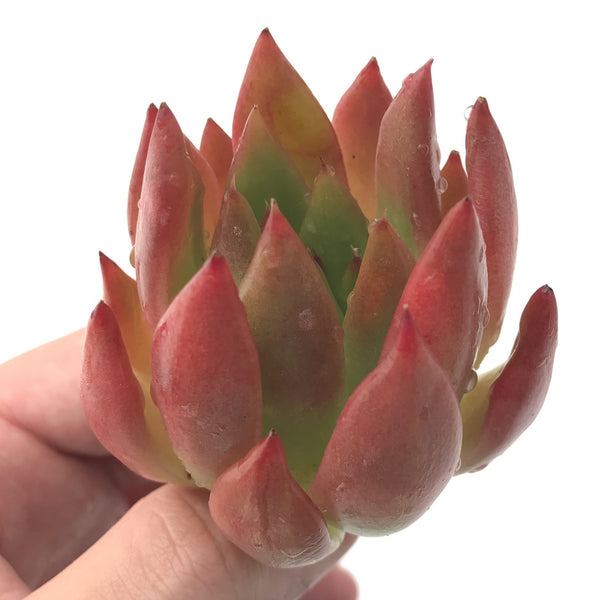 Echeveria Agavoides 'Frank Reinalt' 1"-2" Rare Succulent Plant