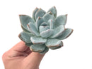 Echeveria 'Ivory' 4" Powdery Succulent Plant